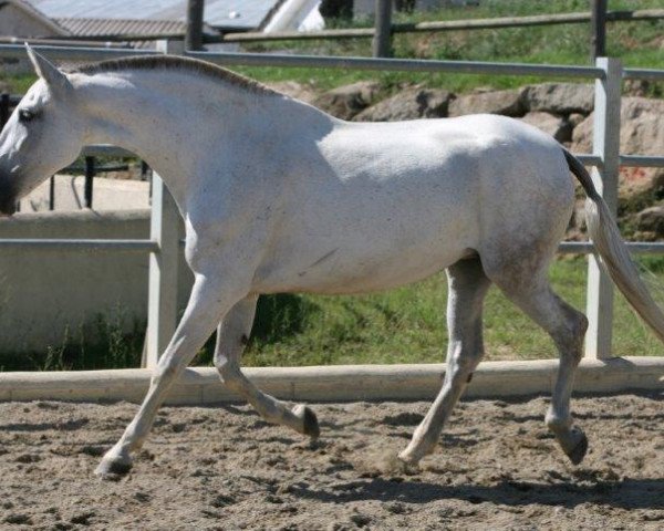 broodmare Selecta (Pura Raza Espanola (PRE), 2004, from Corinto X)