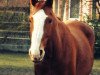 broodmare Michiko-San (Oldenburg, 1999, from Silvio I)