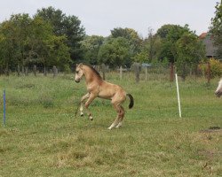 Deckhengst Amazings Smoky Star (Deutsches Reitpferd, 2014)