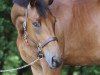 jumper Diamond Star (Belgian Warmblood, 2003, from Ernest)