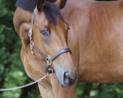 jumper Diamond Star (Belgian Warmblood, 2003, from Ernest)