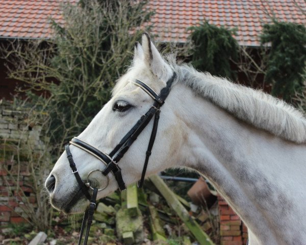 dressage horse Sunny 1042 (German Warmblood, 2002)