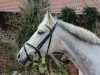 dressage horse Sunny 1042 (German Warmblood, 2002)