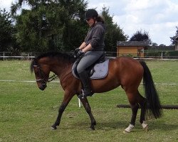 broodmare Donka (German Riding Pony, 2010, from Burlington S)