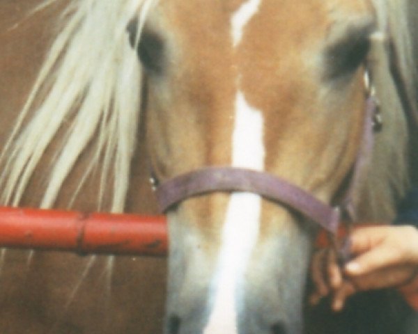 broodmare Halmera (Haflinger, 1990, from Modell)