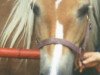 broodmare Halmera (Haflinger, 1990, from Modell)