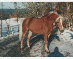 Deckhengst Stahlemann (Haflinger, 1997, von Sterzinger (12,5% ox))