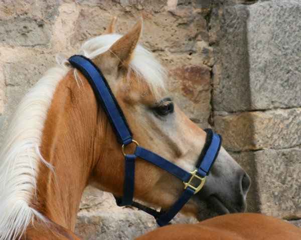 dressage horse Starboy (Haflinger, 2004, from Stahlemann)