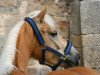 dressage horse Starboy (Haflinger, 2004, from Stahlemann)