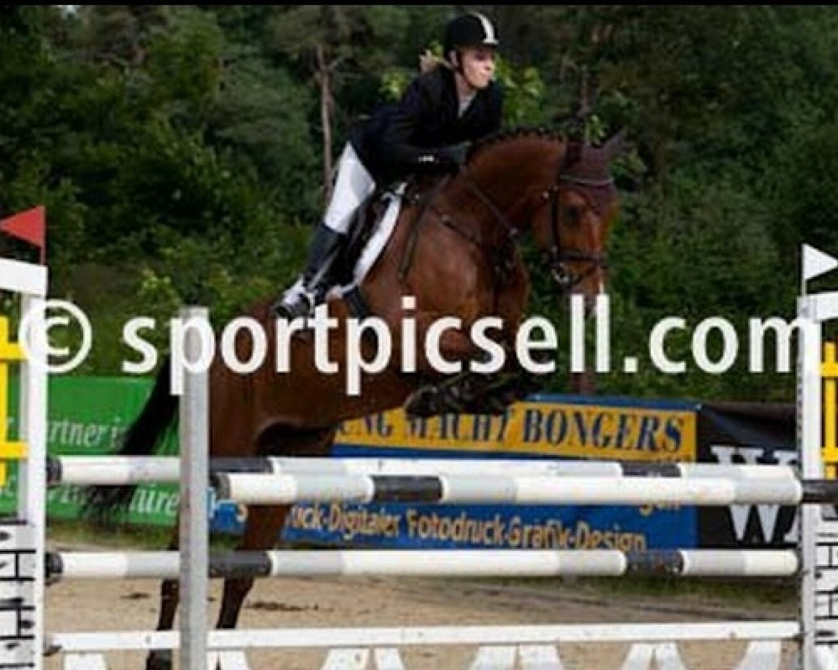 jumper Ziezo 5 (KWPN (Royal Dutch Sporthorse), 2004, from Rousseau)