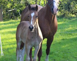 dressage horse Hengst von Escolar x Faveur (Westphalian, 2014, from Escolar)