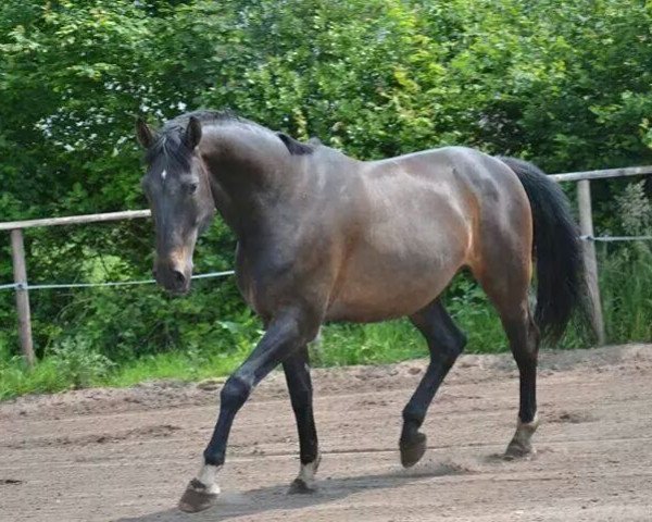 horse Clinton 70 (Oldenburg, 2000, from Clintino)