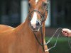 broodmare Gianette (Rhinelander, 2000, from Aquilino)