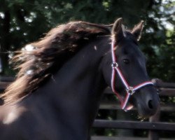 broodmare Berber (Friese, 2000, from Goffert 369)