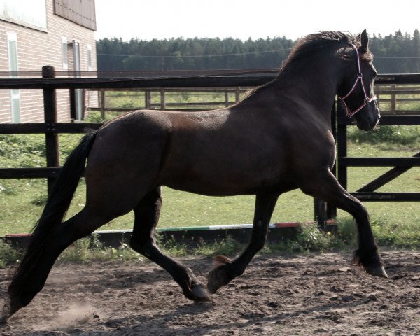 broodmare Annemarie (Friese, 2008, from Tsjalke 397)