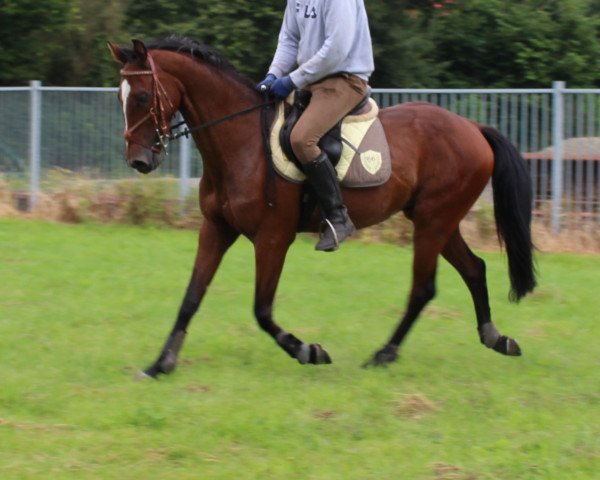 horse Quasimodo (Oldenburg, 2010, from Quarterline)