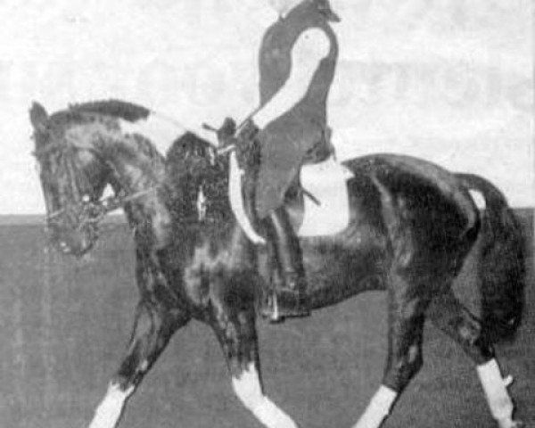 horse Ghandi (KWPN (Royal Dutch Sporthorse), 1988, from Apollonios xx)