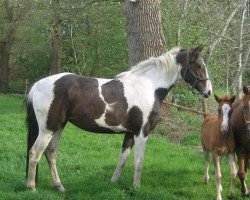 Pferd Hanne van Erpekom (Belgisches Warmblut, 2007, von Warkant van het Gestelhof)