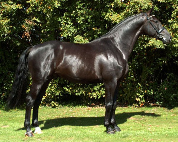 stallion Warkant van het Gestelhof (Belgian Warmblood, 1999, from Ferro)
