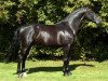 stallion Warkant van het Gestelhof (Belgian Warmblood, 1999, from Ferro)