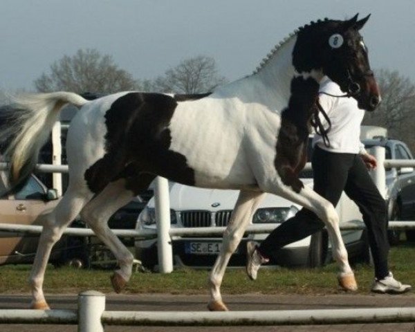 stallion Love for you (Dance 4 You) (Dutch Warmblood, 2008, from Lord Leatherdale)