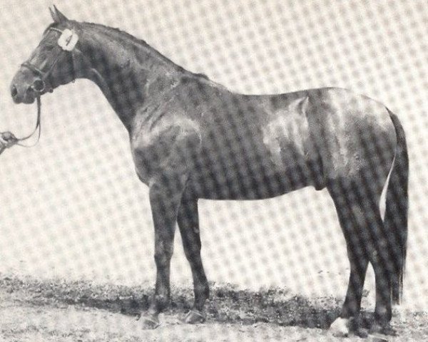 horse Feldberg (Westphalian, 1979, from Frühlingsball)