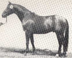 horse Feldberg (Westphalian, 1979, from Frühlingsball)