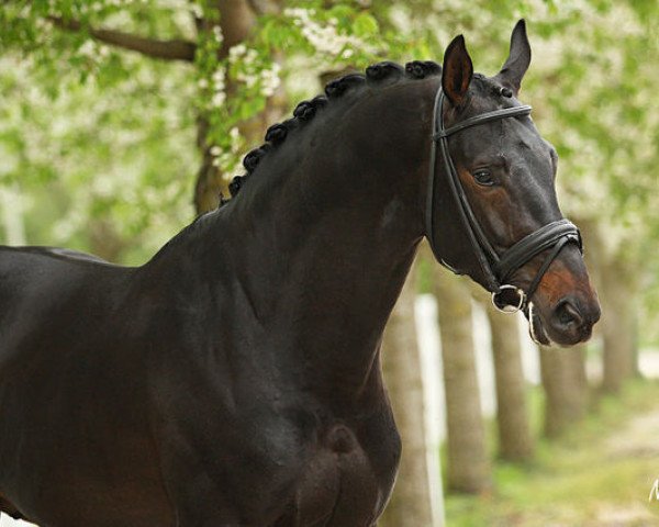 dressage horse Sir Amour (Oldenburg, 2008, from San Amour I)