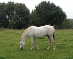 broodmare Claerchen (German Riding Pony, 2001, from Marco Polo)