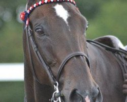 broodmare Nahajola (KWPN (Royal Dutch Sporthorse), 1995, from Jacardo)