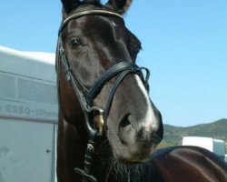 dressage horse Future Vision (Westphalian, 2004, from Future)