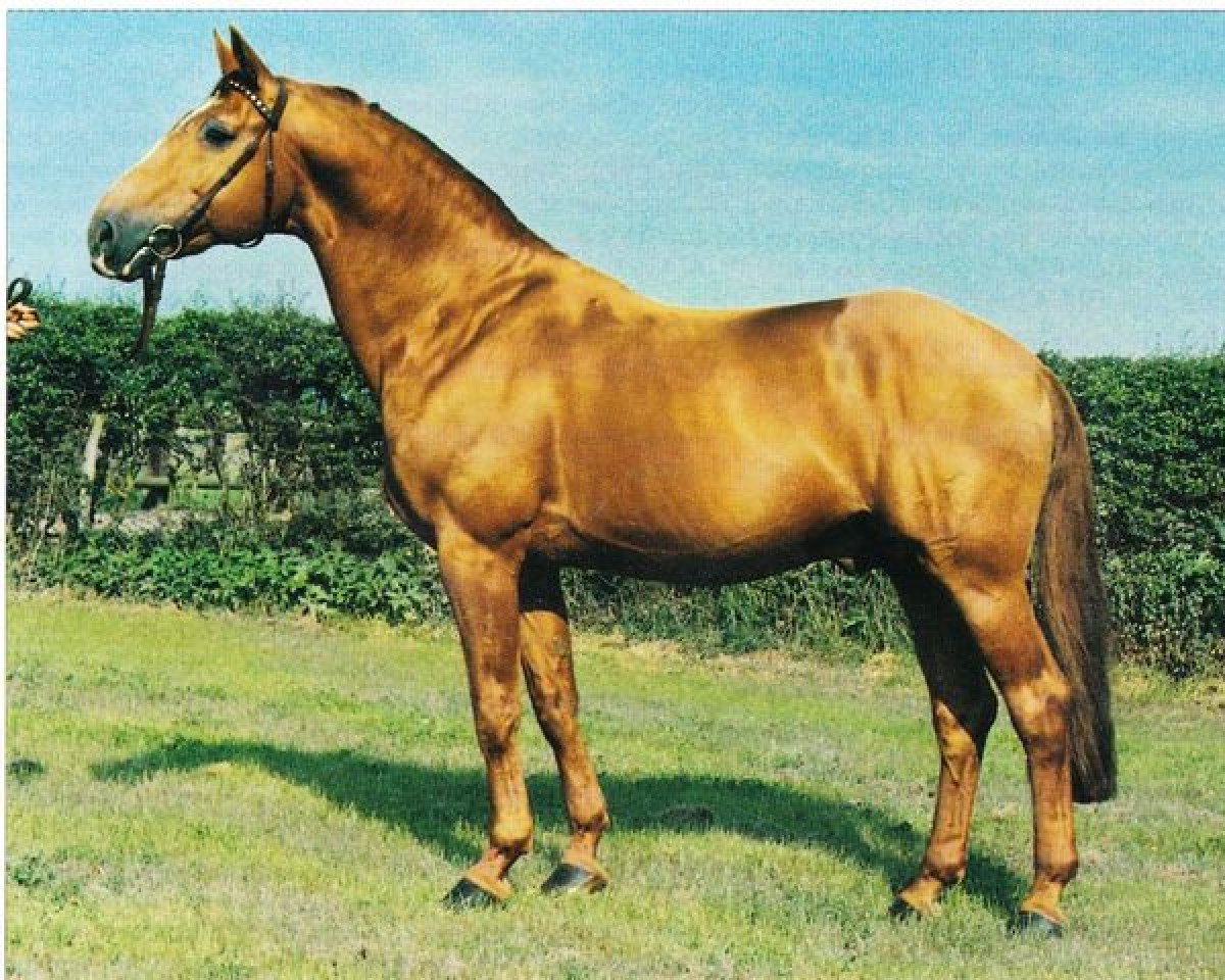 stallion Frühlingsball (Westphalian, 1970, from Frühling)