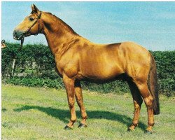 stallion Frühlingsball (Westphalian, 1970, from Frühling)