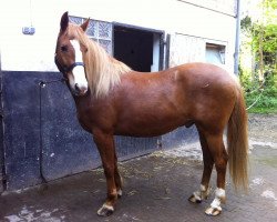 dressage horse Twister (Haflinger Mix, 2004)