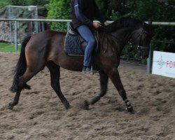 broodmare Coco (Oldenburg, 2010, from Check In 2)