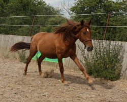 Pferd Historico (Andalusier bzw/Pferde reiner spanischer Rasse, 2010)