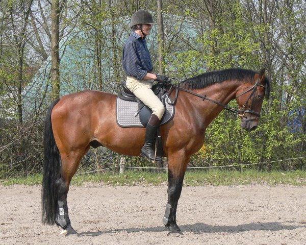 Pferd Pirol 124 (Holsteiner, 1996, von Parco xx)