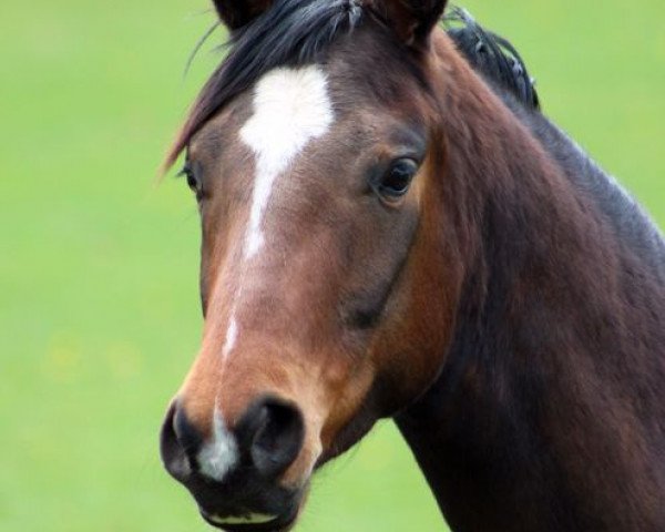 dressage horse Bel Miro (Rhinelander, 2011, from Belissimo NRW)