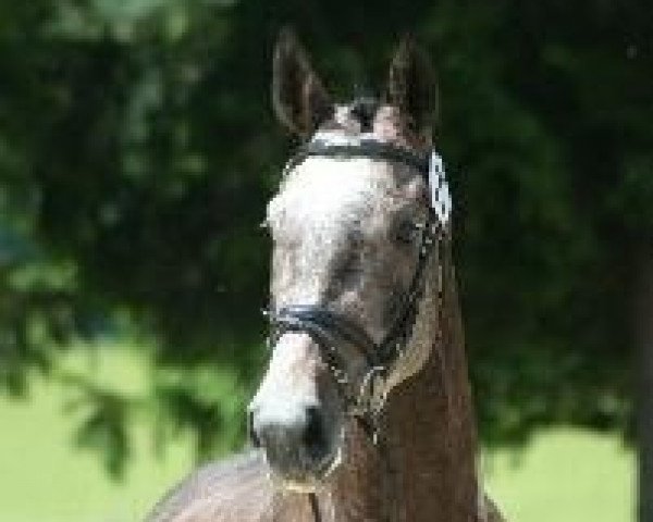 broodmare Push UP R (German Warmblood, 2008, from Landprinz)