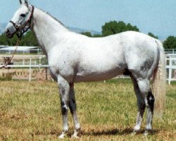 stallion Urgent Request xx (Thoroughbred, 1990, from Rainbow Quest xx)