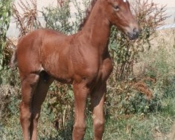 stallion Coupe de Foudre (German Warmblood, 2014, from Coupe de Coeur 2)