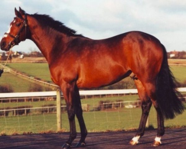 stallion Ghareeb xx (Thoroughbred, 1990, from Dancing Brave xx)