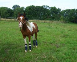 Pferd Sweet Django Blue (Pinto/Kleines Reitpferd, 2013, von El Kayr)