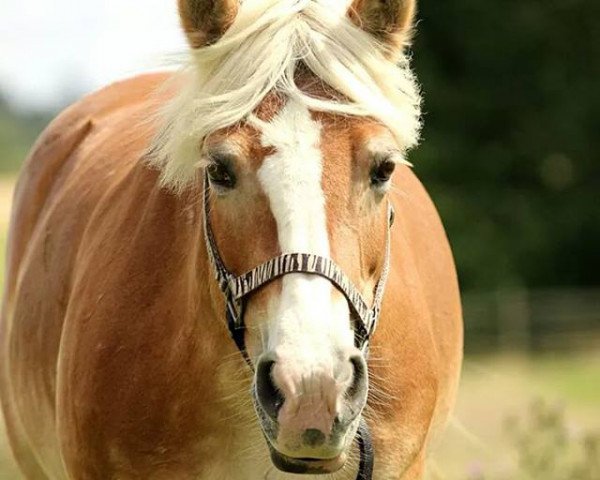 broodmare Bibby (Haflinger, 1998)