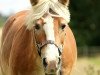 broodmare Bibby (Haflinger, 1998)