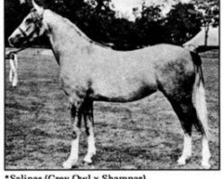 broodmare Salinas ox (Arabian thoroughbred, 1947, from Grey Owl 1934 ox)