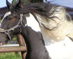 dressage horse Mystique (Tinker / Irish Cob / Gypsy Vanner, 2008, from Glenny)