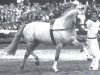 stallion Salinator (Holsteiner, 1977, from Silbersee)