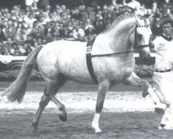 stallion Salinator (Holsteiner, 1977, from Silbersee)