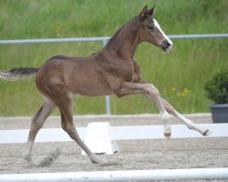 stallion Bretton Woods Franconius (Bavarian, 2014, from Bretton Woods)